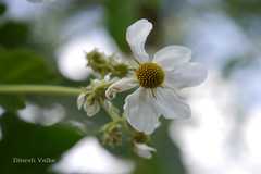 Montanoa grandiflora